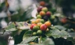 JDE Peet's Coffee Cherries
