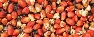 bg palmoil
