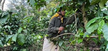 restoring canopy coverage