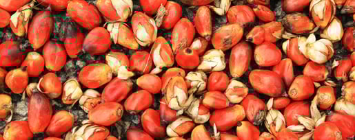 bg palmoil