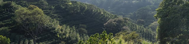 Ipo Banner
