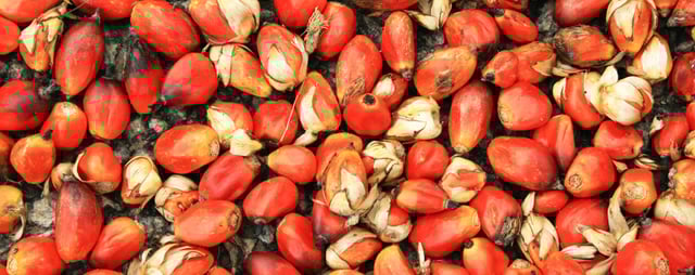 bg palmoil